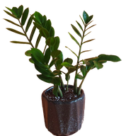 نبتة زيزي – نبات داخلي سهل العناية