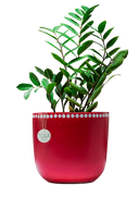 Devine Dotty Red Pot