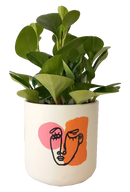 Peperomia Obstufolia in Face Pot