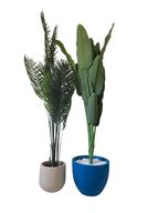 Augusta & Areca Plant with Decorative Pots
