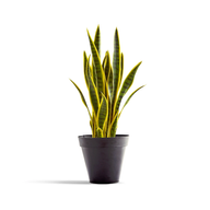 Artificial Snake Plant