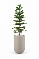 Araucaria Tree Luna Set