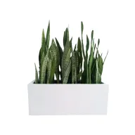 نبات الثعبان الداخلي/الخارجي - وعاء مستطيل الشكل