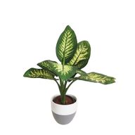Dieffenbachia With Grey & White Pot