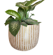 جولد ستريبد بوت