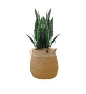 Big Jute Basket with plant