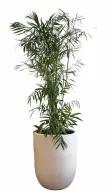 Bamboo with White Decorative Pot - Indoor Natural Plants