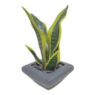 Artificial Snake Plants with Grey Pot