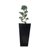 Bonsai with Black Matt Pot - Indoor Natural Plants