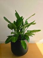 نبات خارجي عصفور الجنة مع أصيص فايبرجلاس