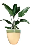 Gold olive Fiberglass Pot