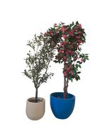 Artificial Olive Tree & Bougainvillea with Decorative Pots