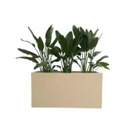 Outdoor Bird of Paradise - Potted Rectangular Pot