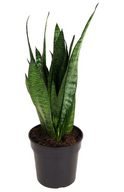 Sansevieria Zeylanica Plant