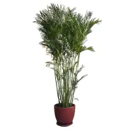 Chamaedorea Palm with Decorative Pot