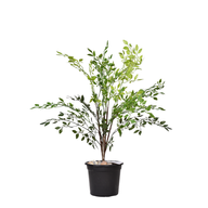 Artificial Ficus benjamina branch 50 cm