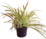 Spider Plant