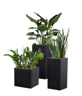 Tropical Jungle Plant Pot Set