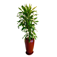 Draceana Corn with Burgundy Pot