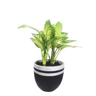 Dieffenbachia With Black & Silver Pot