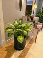 Diefenbachia in Black Fiber Pot