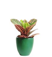 Croton Plant with Green Pot