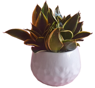 White Brick Pot with Plant