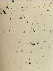 FT- Glossy Dotted White 