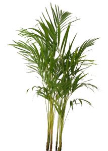 Areca Palm