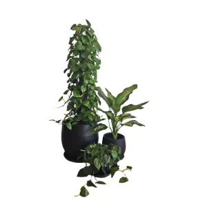 Large Low Light Plant Trios - Black Pots