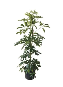 Schefflera
