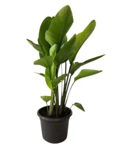 Strelitzia Nicolai Natural Plant