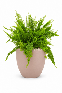 Boston Fern Aura With Pot