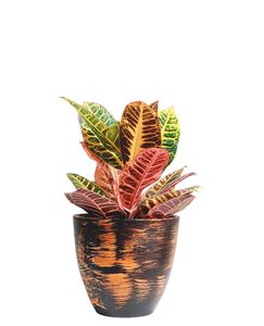 Croton Plant with Brown Pot