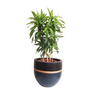 Dracaena Song with Black & Dark Blue Pot