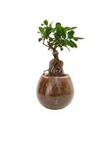 Bonsai with Glass Bowl