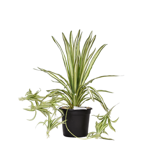Artificial Tillandsia branch 50 cm