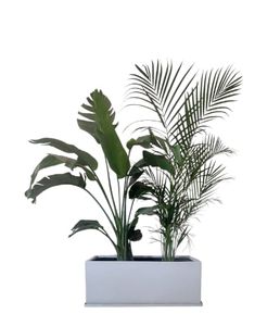 Augusta & Areca Plant with White Decorative Pot - Indoor Natural Plants