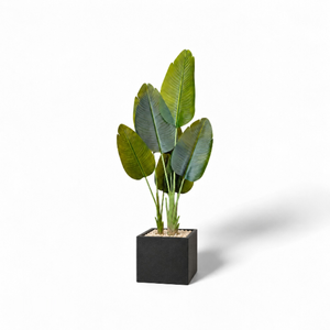 Lush Artificial Augusta Plant with In Cube Pot