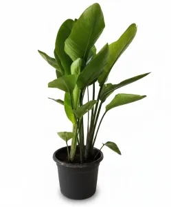 Strelitzia Nicolai Plant