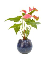 Anthrium With Glass Bowl