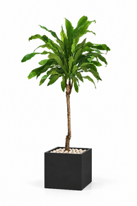 Dracaena Fragrans Natural In Cube Pot
