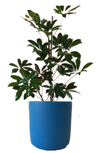 Schefflera in 15 cm Blue Pot