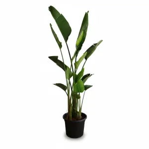 Strelitzia Nicolai Natural Plant