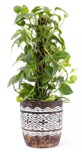 Brown Engraved Plant Pot (Small)