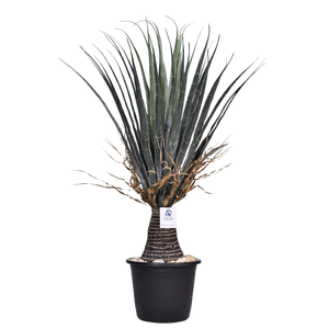 Artificial Yucca Palm 90 cm