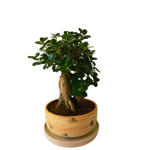Bonsai Potted Bowl