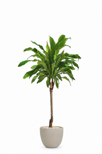 Dracaena Fragrans Natural In Curve Pot