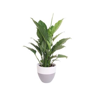 Peace Lilly in White/Grey Pot