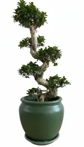 Bonsai in Green 50cm Pot